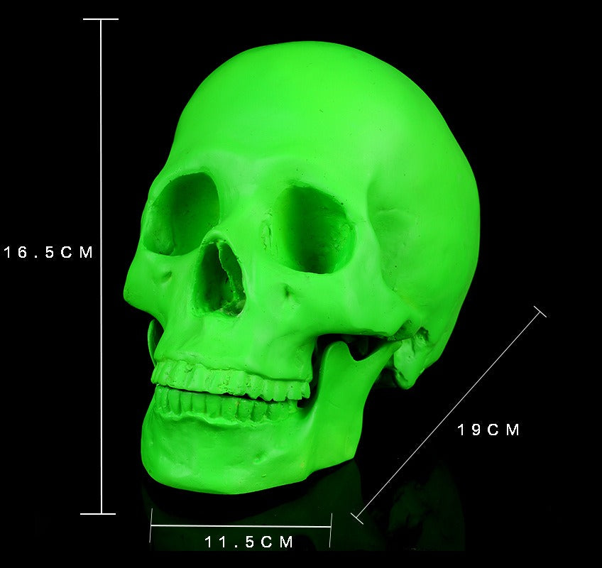 1:1 Resin Skull Medical Ornament - Home Decor