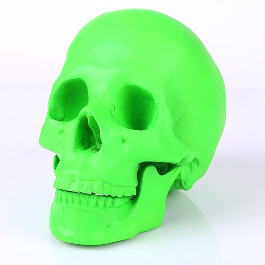 1:1 Resin Skull Medical Ornament - Home Decor